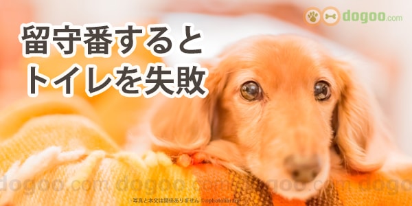 留守番するとトイレ失敗 粗相する原因と対策 犬のq A集 Dogoo Com