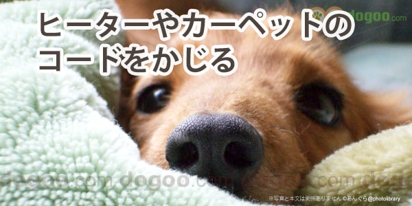 犬がヒーターやホット カーペットのコードをかじる 犬のq A集 Dogoo Com