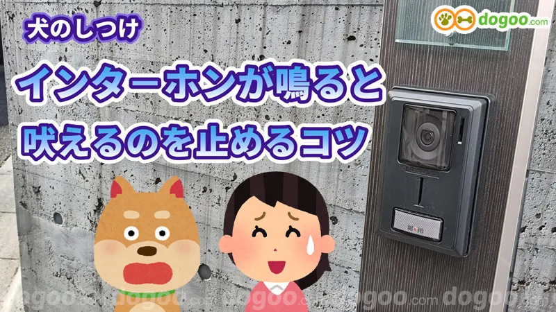 犬 インターホン 吠える 鳴く 止めさせる