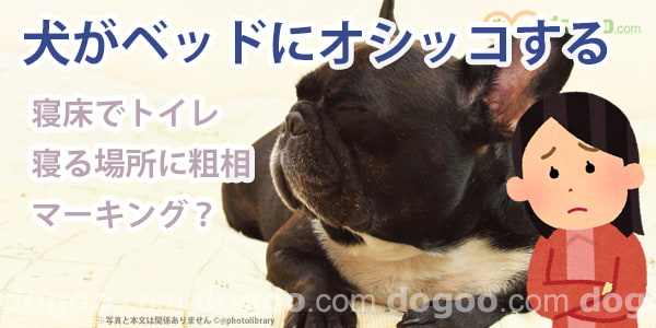 犬がベッドにオシッコする 理由と対処方法 犬のq A集 Dogoo Com