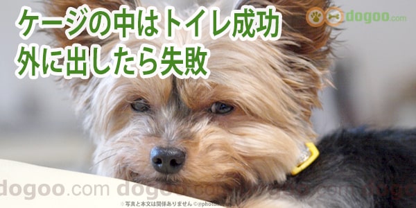 の しつけ トイレ 子犬