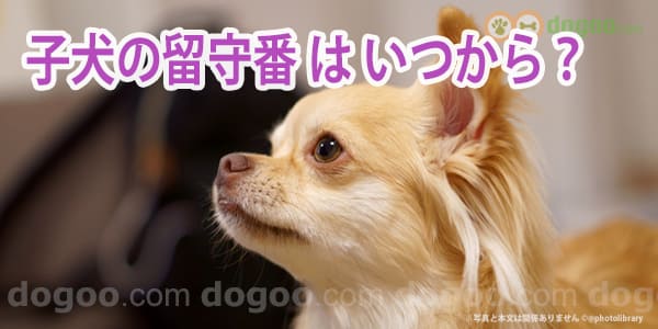 子犬の留守番はいつから 室内フリーするタイミングは 犬のq A集 Dogoo Com