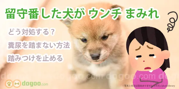 犬 ウンチまみれ 留守番 糞尿 踏まない 方法