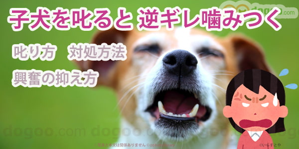 犬 叱る 逆ギレ 噛む しつけ 叱ってもやめない