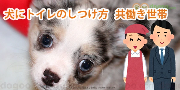 犬 トイレ しつけ方 共働き 家族 夫婦 世帯