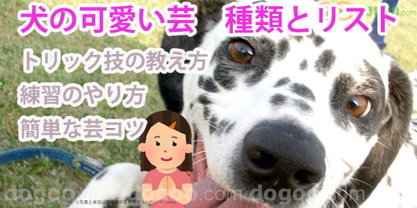 犬に可愛い芸を教えたい 簡単なトリック技やコツ 動画 犬のq A集 Dogoo Com