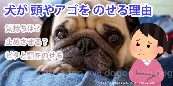 犬がアゴをのせる理由 頭を押しつける意味 犬のq A集 Dogoo Com