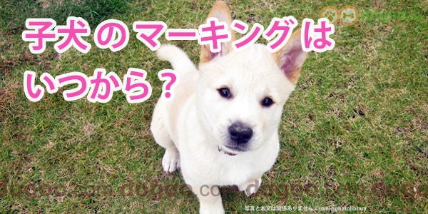 子犬のマーキングはいつから始める 粗相とトイレの違い 犬のq A集 Dogoo Com