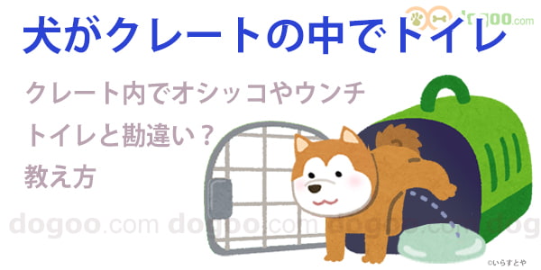 犬がクレートの中でトイレ、覚え間違い?直す方法