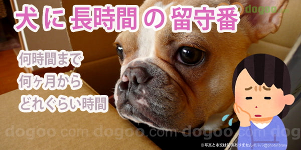 犬に長時間の留守番 何時間どれぐらい大丈夫 犬のq A集 Dogoo Com