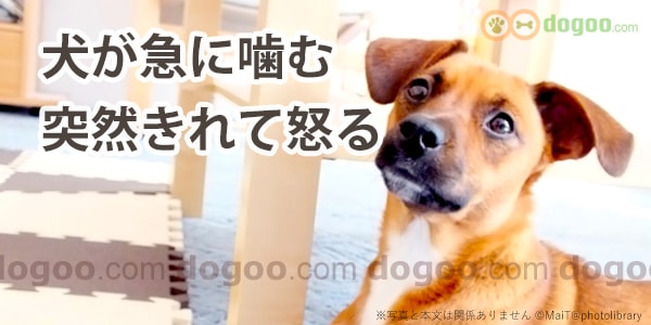 犬が急に噛む 突然きれて怒る理由と対処 犬のq A集 Dogoo Com
