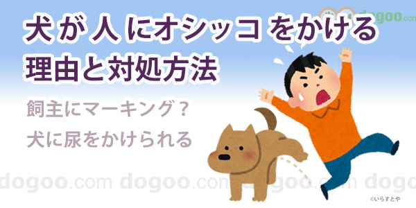 犬が人にオシッコをかける 理由と対処方法 犬のq A集 Dogoo Com