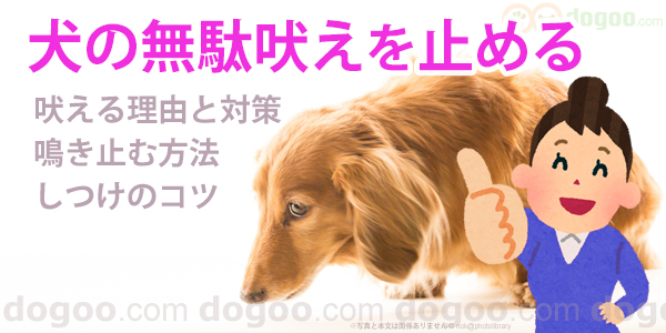 犬 の 無駄 吠え を やめ させる 方法