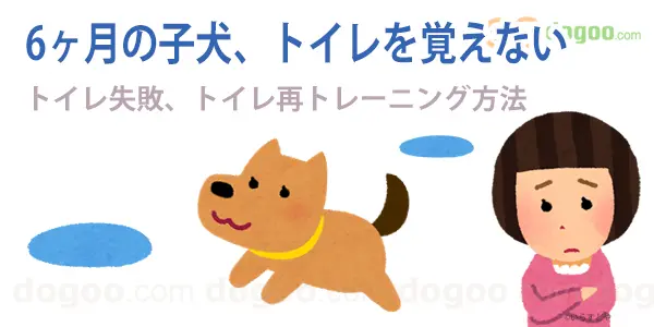 犬 トイレ 覚えない 6ヶ月 失敗