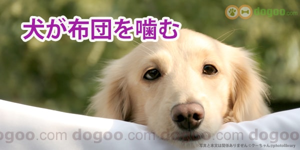 犬が布団を噛む かじって噛みちぎる 犬のq A集 Dogoo Com