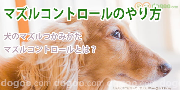 マズルコントロールのやり方 嫌がる犬にコツは 犬のq A集 Dogoo Com