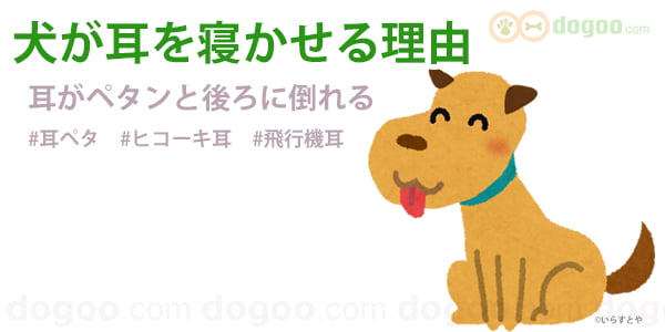 犬 耳 後ろ 寝かる 倒す 理由 意味 気持ち 耳ペタ ヒコーキ耳 飛行機耳