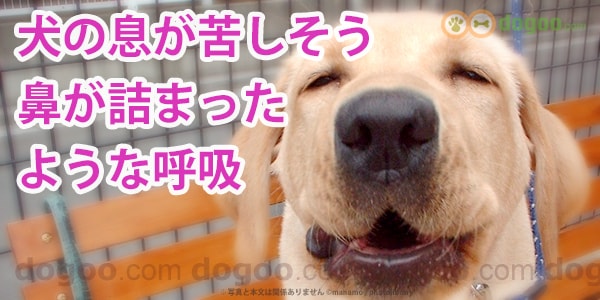 犬が息苦しい 鼻が詰まったような呼吸 犬のq A集 グーグー鳴る Dogoo Com