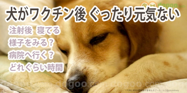 ワクチン接種した後 ぐったり元気ない 犬のq A集 Dogoo Com