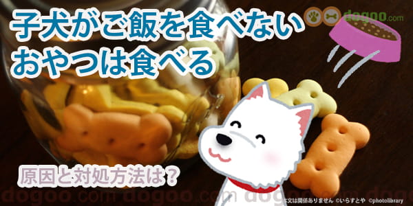 おやつは食べるが ドッグフードは食べない 犬のq A集 Dogoo Com