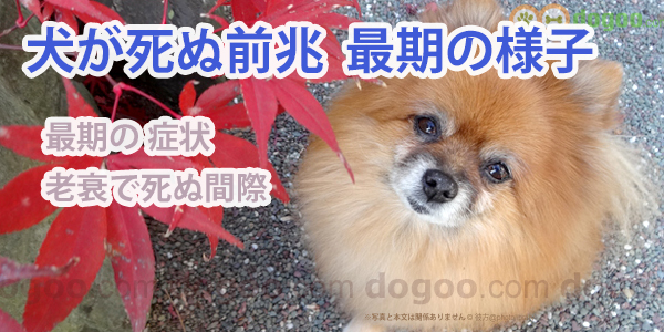 犬が死ぬ前兆 最期が近いと分かる行動や様子は 犬のq A集 Dogoo Com