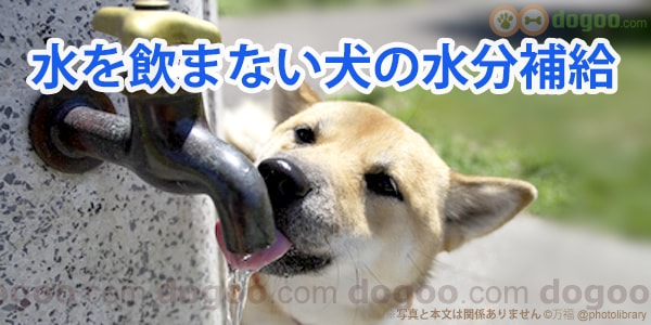 水 飲まない 犬 水分 補給