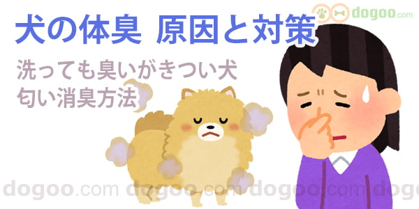 犬 体臭 対策 原因 消臭 臭い 匂う 方法　雑巾 納豆