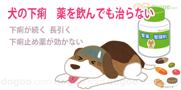 犬 下痢 治らない 続く 薬 飲んでも 効かない