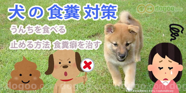 犬 食糞 ウンチ 食べる 対策 直し方　止めさせる 治る 防止