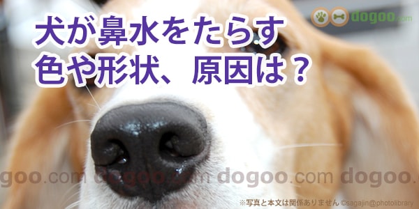 犬が鼻水をたらすと病気 色や形状からチェックする 犬のq A集 Dogoo Com