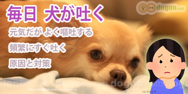 犬 子犬 毎日 吐く 元気 よく 嘔吐 頻繁 原因 治す 方法