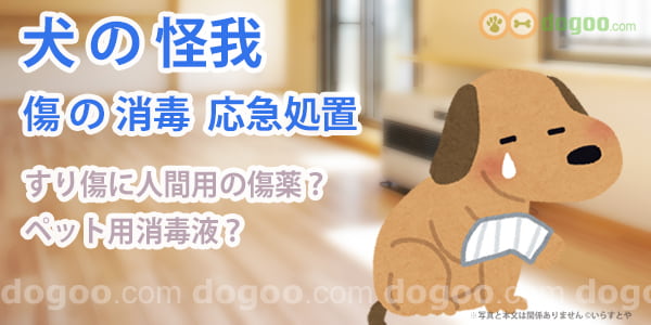 犬が怪我 傷の消毒や応急処置 犬のq A集 Dogoo Com