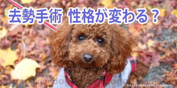 犬の去勢後