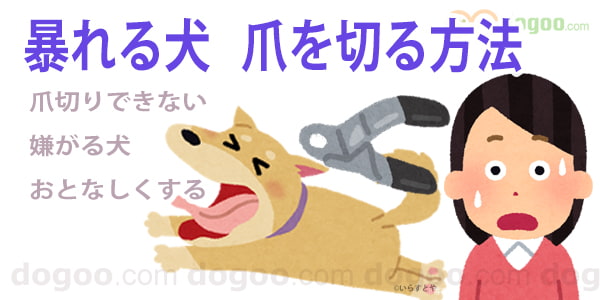 犬 つけ ついて 付け ヒール 教え方 方法 散歩