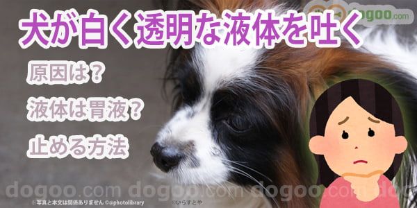 犬が白い透明な液体を吐く 原因と止める方法 犬のq A集 Dogoo Com