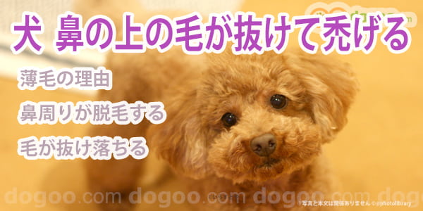 犬 鼻 上部 毛 抜ける 禿げる 薄毛 理由