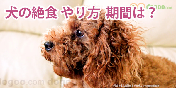 子犬 うんち ゆるい