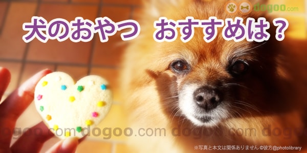 犬のおやつ おすすめは何 選び方や手作りレシピ 犬のq A集 Dogoo Com