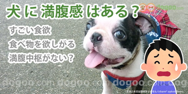 犬に満腹感はあるのか いつもお腹が空き餌を欲しがる 犬のq A回答集 Dogoo Com