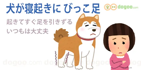 犬 寝起き びっこ 歩き 足を引きずる