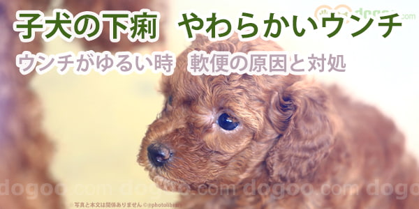 子犬 うんち ゆるい