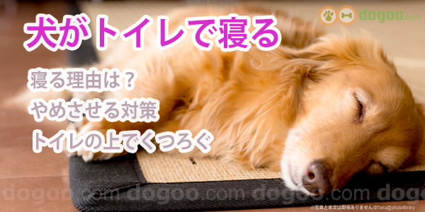 犬がトイレの上で寝る 理由 どうしたらいい 犬のq A集 Dogoo Com