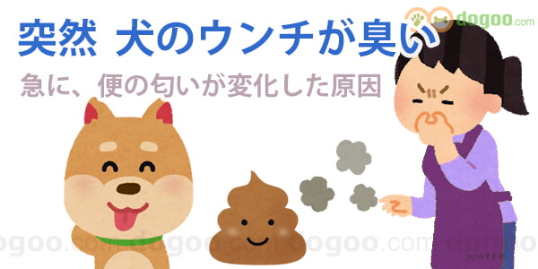 犬 突然 ウンチ 臭い 匂う 急 突如 原因