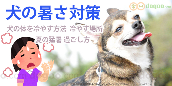 犬の暑さ対策 安くて健康に冷やす方法 犬のq A集 Dogoo Com