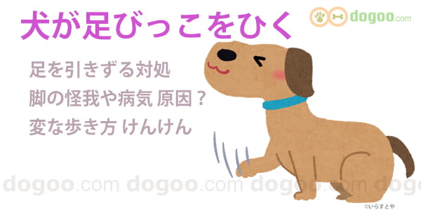 犬 が びっこを 引く