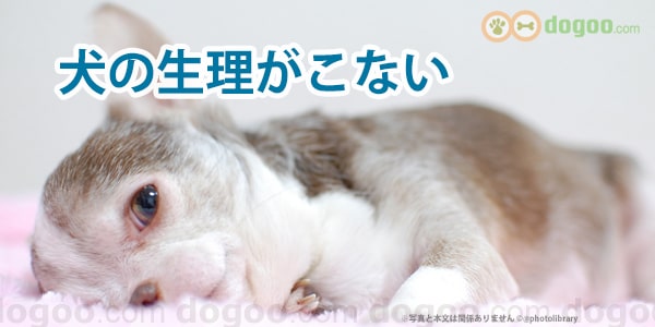 犬の生理がこない 原因と病気の可能性は 犬の悩みq A集 Dogoo Com