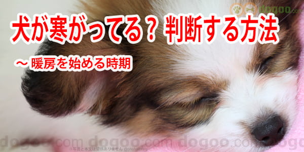 犬が寒がってる 判断する方法 暖房を始める時期 犬のq A集 Dogoo Com