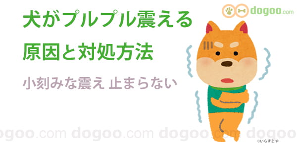 犬がプルプル震える 原因と止める対処方法 動画 犬のq A集 Dogoo Com