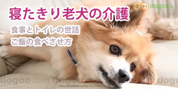 老犬 介護 食事 排泄 トイレ 高齢犬 世話