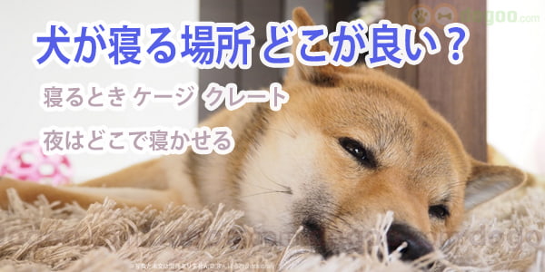 犬が寝る場所 どこが良い よく眠る環境作り 犬のq A集 Dogoo Com